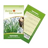 Zyperngras Katzengras Samen - Cyperus zumula - Zyperngrassamen - Katzengrassamen - Saatgut für 90 Pflanzen