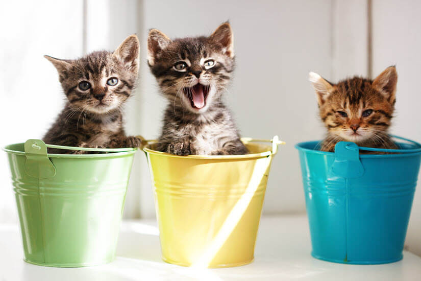 Katze Plötzlich Sehr Anhänglich Und Miaut Die Katze miaut ständig - katzenwelt.net