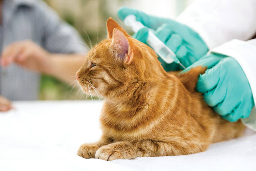 Katze mit Nierenleiden bekommt Spritze