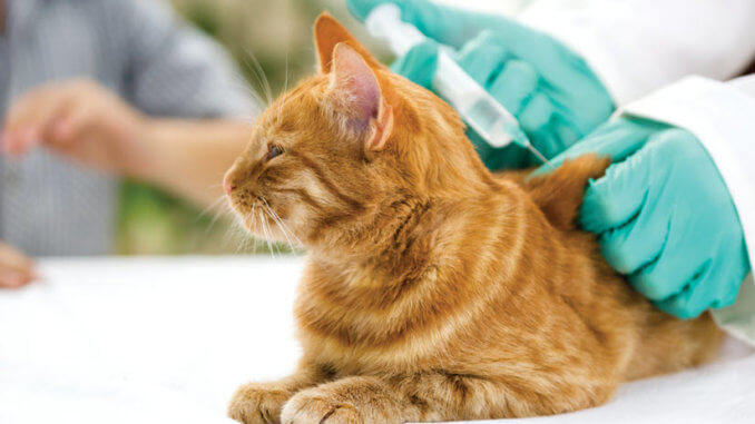 Katze mit Nierenleiden bekommt Spritze