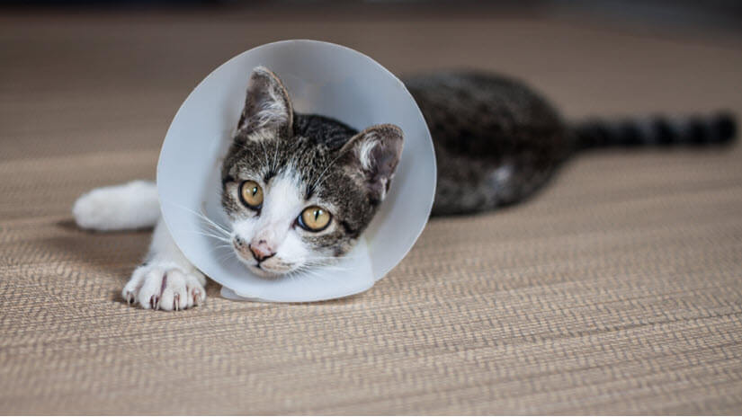 Katze mit Halskrause wegen Katzenflohmittel