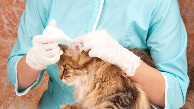Tierärztin behandelt Katze mit Zeckenmittel