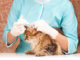 Tierärztin behandelt Katze mit Zeckenmittel