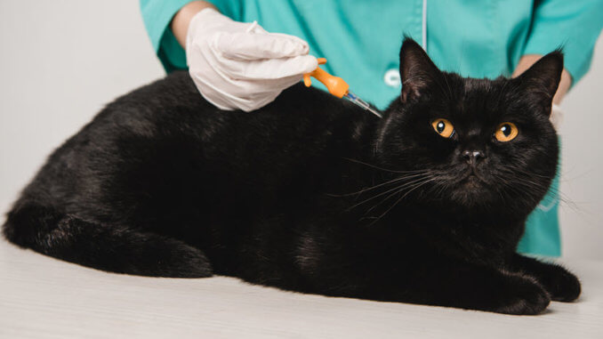 Eine Katze beim Tierarzt