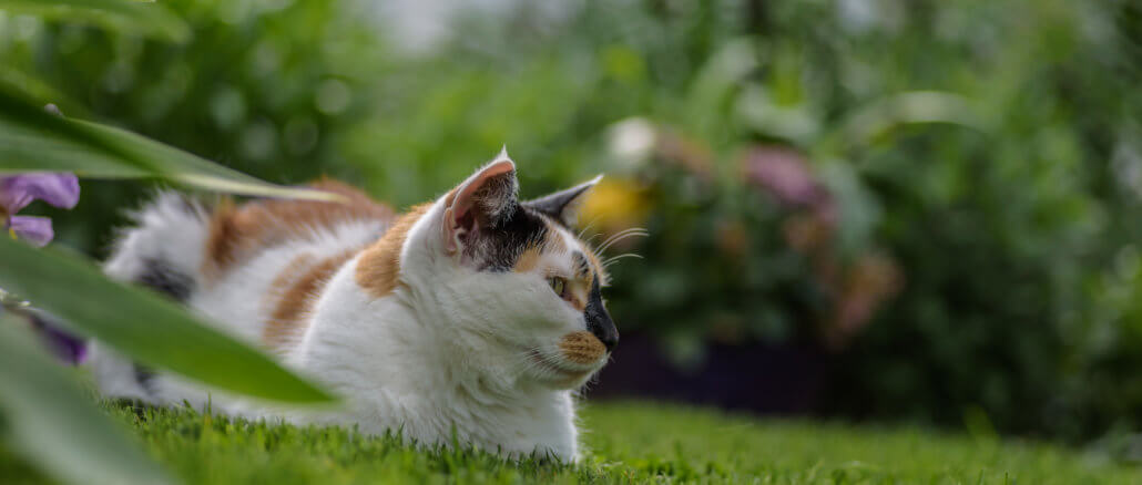 Katze im Garten hat Entwurmungsmittel bekommen