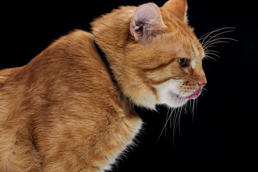 GPS Halsband an einer Katze