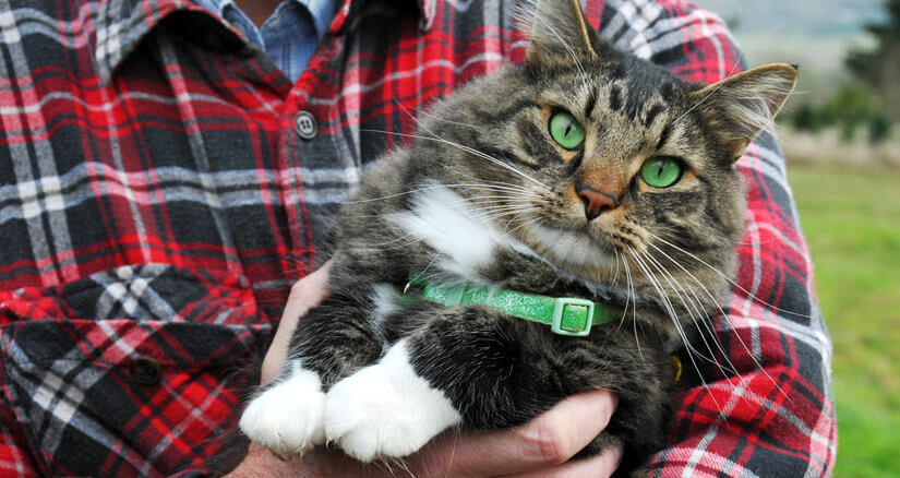 Katze mit GPS Halsband