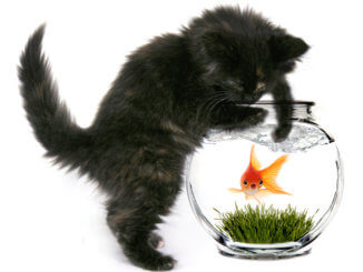 Katze angelt vor Hunger Goldfisch, weil Futterautomat fehlt