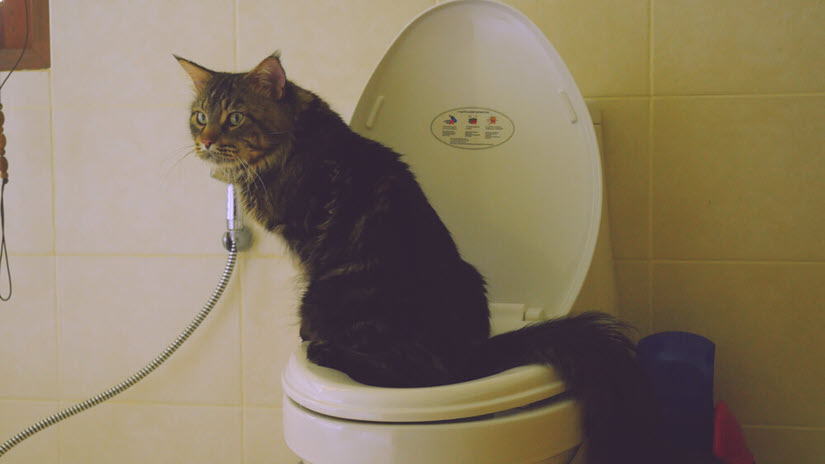 Katze auf Toilette und sucht ihr Katzenklo mit Sieb