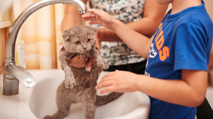Katze wird gebadet