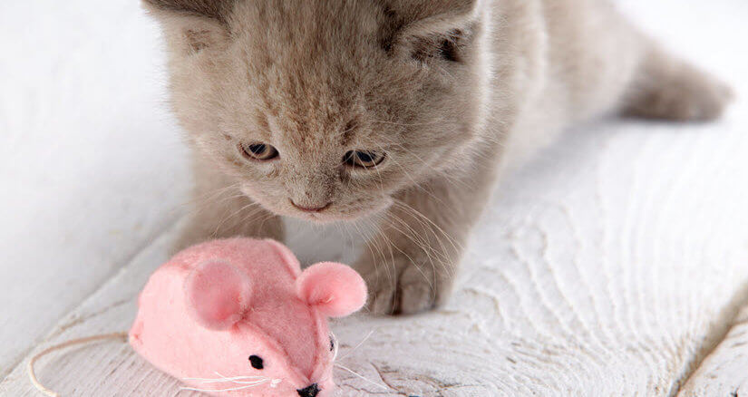 Katze spielt mit einem elektrischen Katzenspielzeug