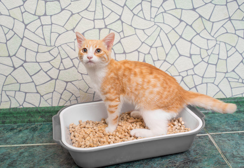Katzenstreu