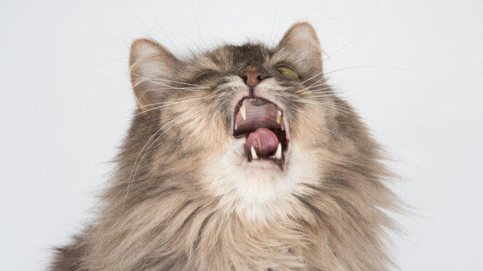 Katze niest und hat Mundgeruch