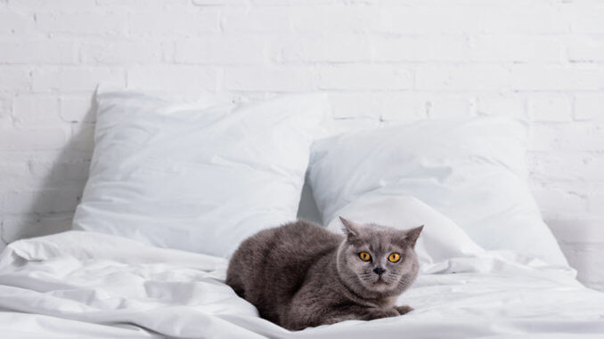 Katze pinkelt ins Bett