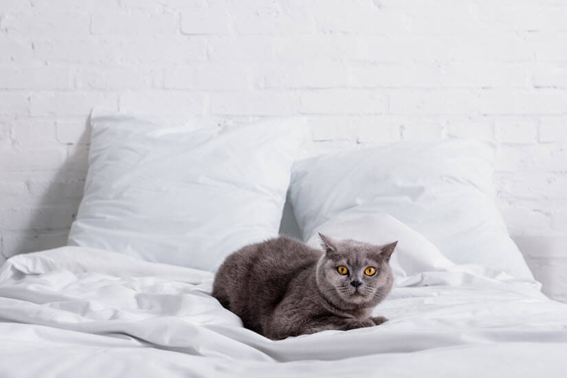 Die Katze pinkelt ins Bett