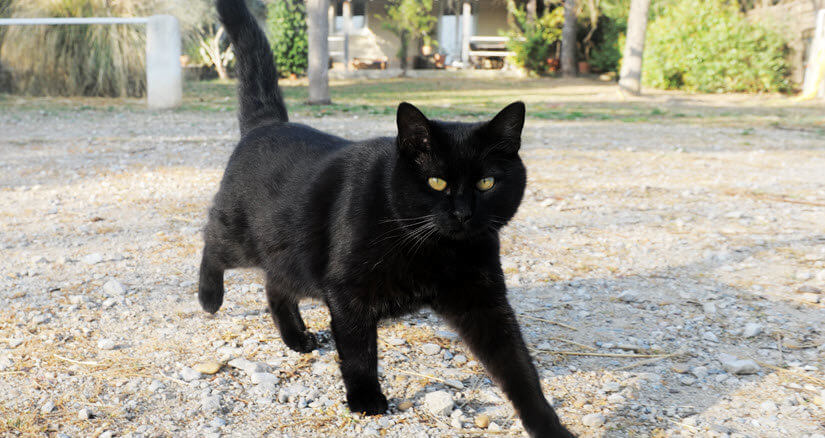 Streunende Katze hat Angst vor Katzenschreck