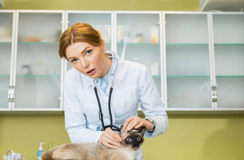 Der Tierarzt untersucht die Katze