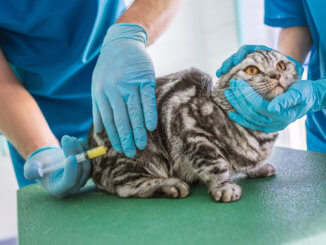 Katze bekommt eine Reiseimpfung