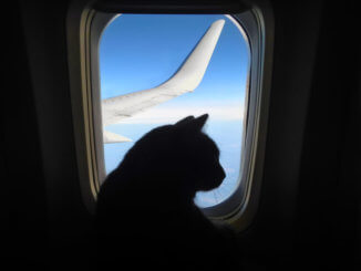 Katze im Flugzeug