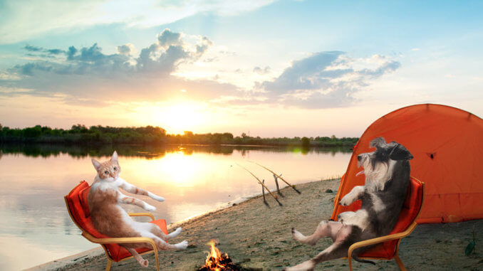 Katze und Hund beim Camping