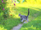 Katze mit Pollenallergie im Freien