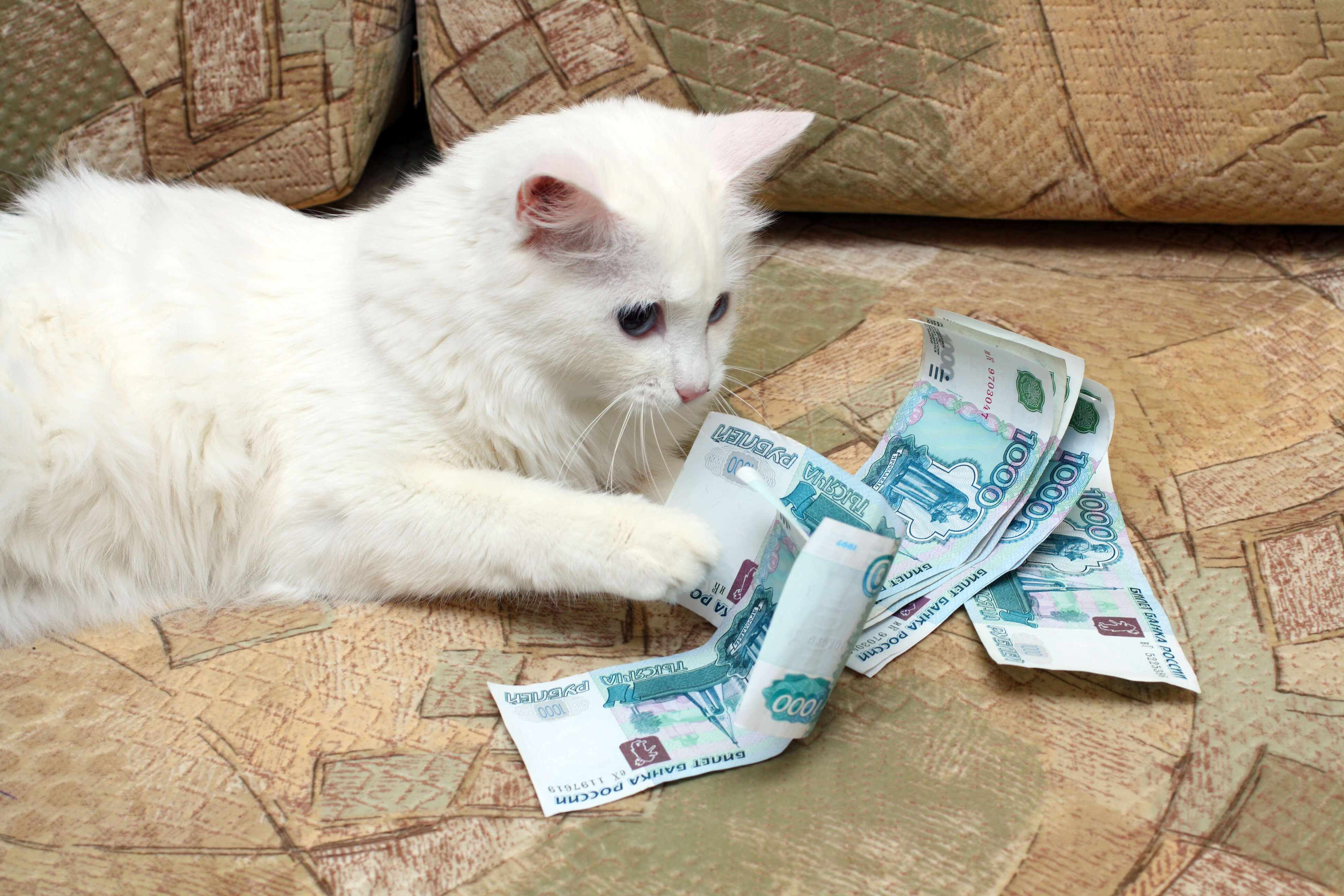 Хочу деньги видео. Денежный кот. Котенок с деньгами. Животные с деньгами. Милые кошечки и деньги.
