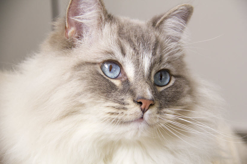 Ragdoll-Katze mit kurzem Fell im Gesicht und längerem Fell am Körper