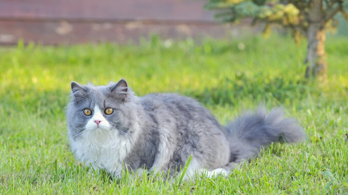 Ragdoll Katze im Garten
