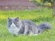 Ragdoll Katze im Garten