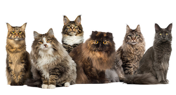 Sechs verschiedene Katzenrassen