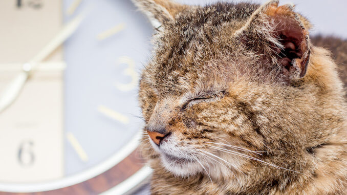 Alte Katze schläft vor einer Uhr