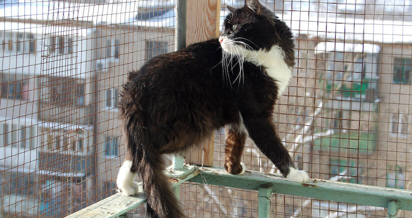 Balkon ist mit einem Sicherheitsnetz für die Katze gesichert