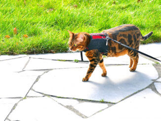 Bengal Katze mit Katzengeschirr an der Leine