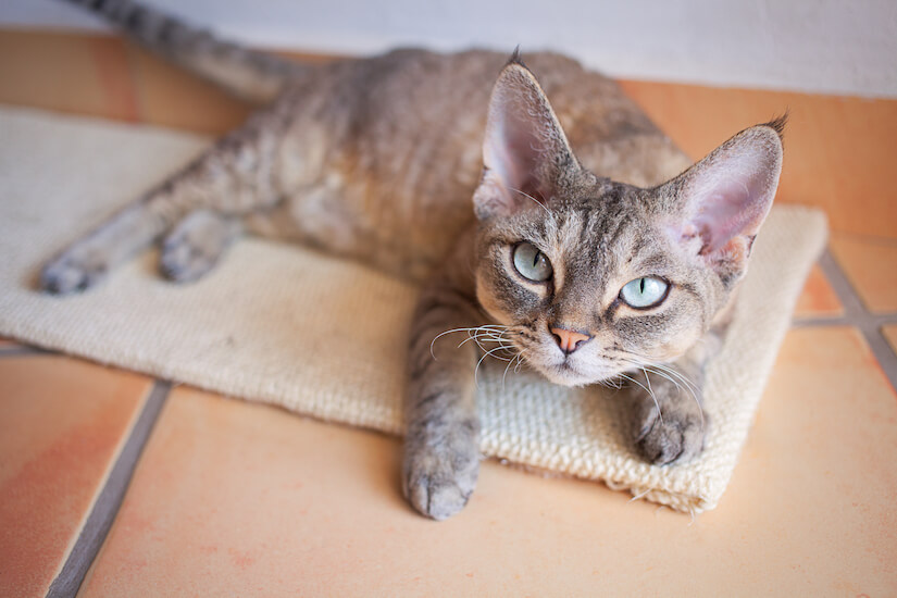 Devon Rex Katze auf einem Kratzbrett