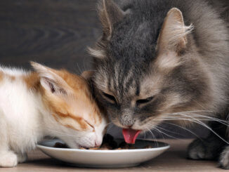 Eine junge und eine alte Katze teilen sich das Futter von einem Teller