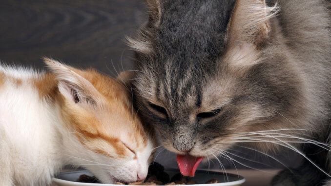Eine junge und eine alte Katze teilen sich das Futter von einem Teller