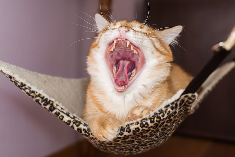 Gähnende Katze in ihrer Hängematte
