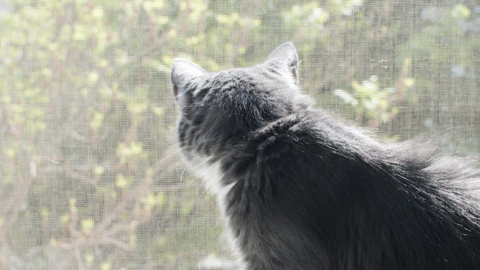 Graue Katze guckt durch ein Balkonnetz nach draußen
