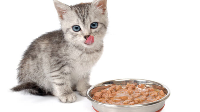 Graues Kitten Kätzchen vor einer Schüssel mit Nassfutter