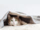 Hauskatze unter einer Deck auf ihrem Katzenkissen