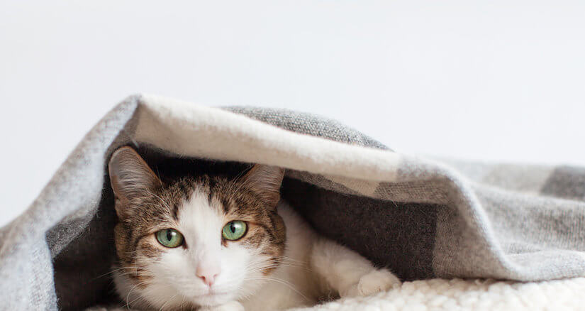 Hauskatze unter einer Deck auf ihrem Katzenkissen
