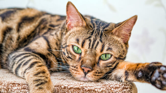 Hübsche Bengal Katze auf dem Teppich