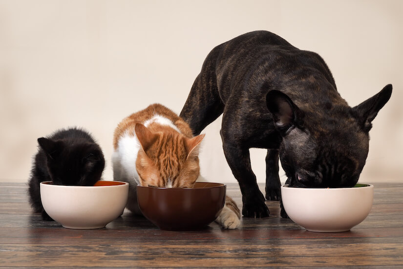 Hunde und Katze fressen zusammen