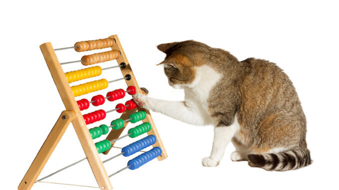 Intelligenzspielzeug für die Katze