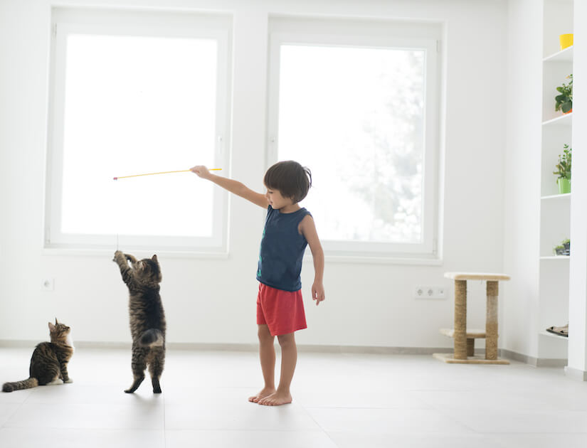 Junge spielt mit Katzen und Katzenangel