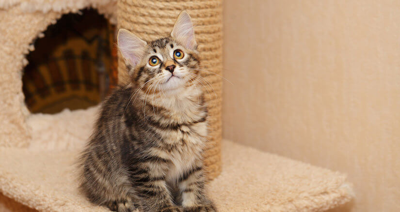 Kätzchen sitzt auf dem Kratzbaum