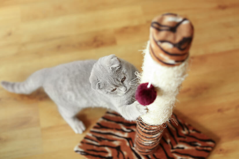 Katze an Kratzbaum oder Kratzsäule