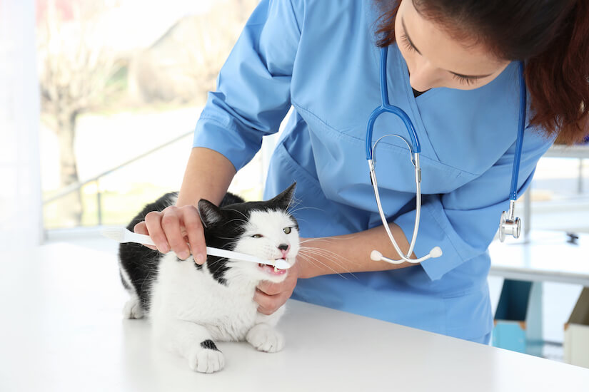 Katze bekommt beim Tierarzt die Zähne geputzt
