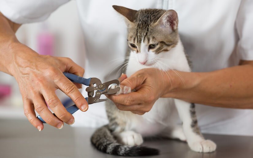 Katze bekommt die Krallen geschnitten