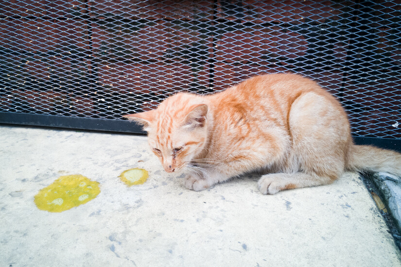 Katze erbricht gelben Schleim